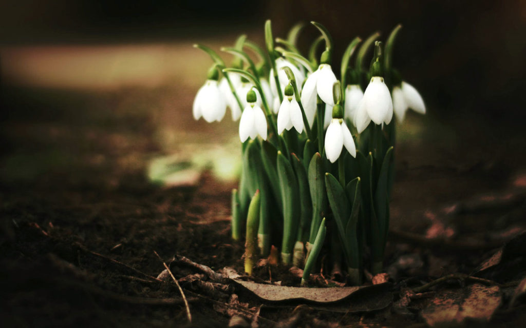 Frühlingszeit